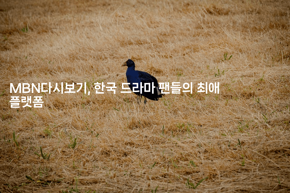MBN다시보기, 한국 드라마 팬들의 최애 플랫폼